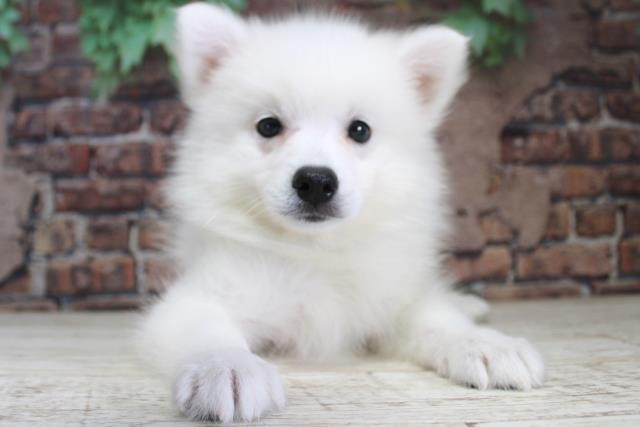 北海道の日本スピッツ (Coo&RIKU釧路店/2024年2月16日生まれ/男の子/ホワイト)の子犬