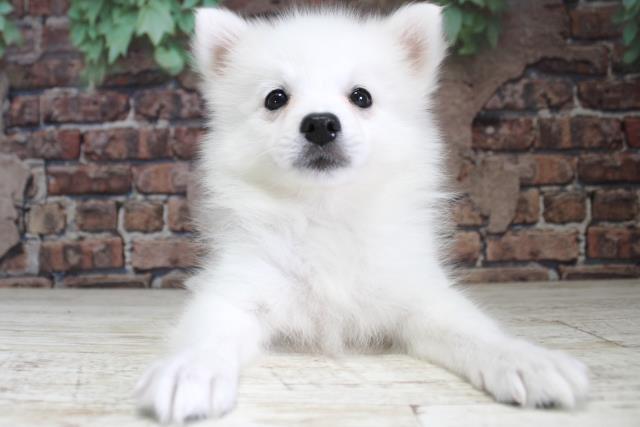 北海道の日本スピッツ (Coo&RIKU札幌東店/2024年2月16日生まれ/女の子/ホワイト)の子犬