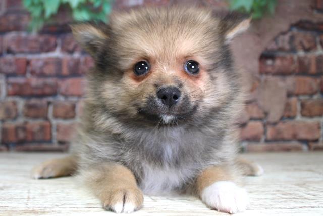 北海道のポメラニアン (Coo&RIKU室蘭店/2024年2月17日生まれ/男の子/ウルフセーブル)の子犬