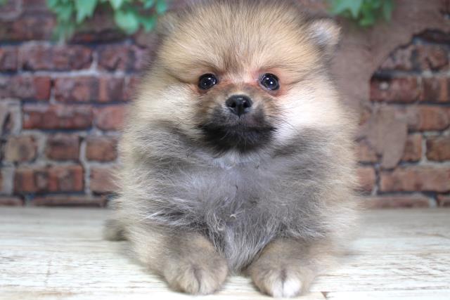 北海道のポメラニアン (Coo&RIKU岩見沢店/2024年2月17日生まれ/男の子/ウルフセーブル)の子犬