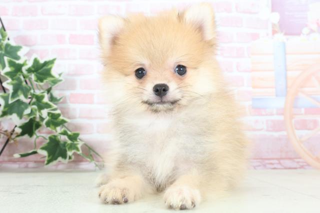 千葉県のポメラニアン (Coo&RIKU東金店/2024年2月15日生まれ/女の子/オレンジセーブル)の子犬