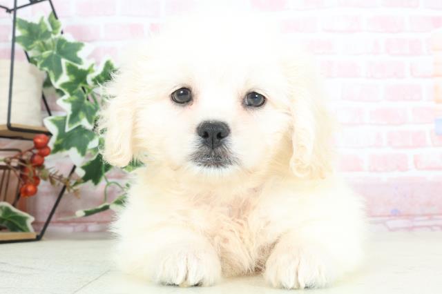 大分県のペキプー(ペキニーズ×プードル) (Coo&RIKU大分店/2024年2月18日生まれ/女の子/クリーム)の子犬