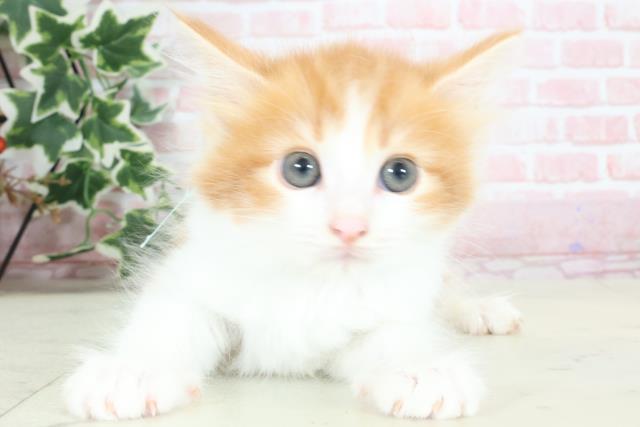 沖縄県のノルウェージャンフォレストキャット (Coo&RIKU沖縄浦添店/2024年2月14日生まれ/男の子/レッドタビーホワイト)の子猫