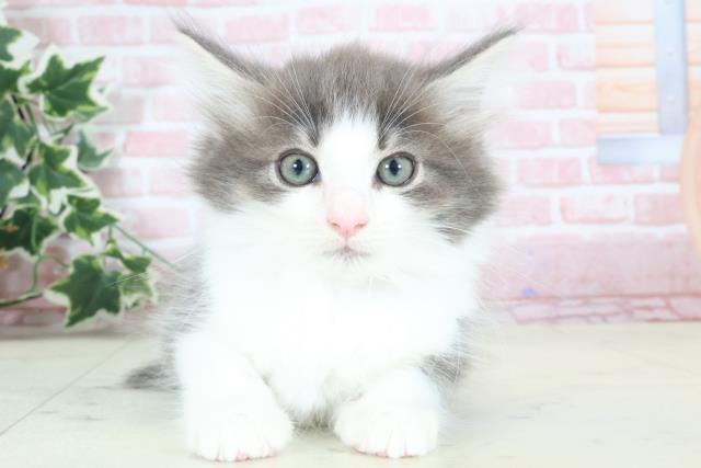 福岡県のノルウェージャンフォレストキャット (Coo&RIKU筑後店/2024年2月14日生まれ/女の子/ブルータビーホワイト)の子猫