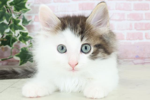 熊本県のノルウェージャンフォレストキャット (Coo&RIKUカリーノ玉名店/2024年2月15日生まれ/男の子/ブラウンタビーホワイト)の子猫