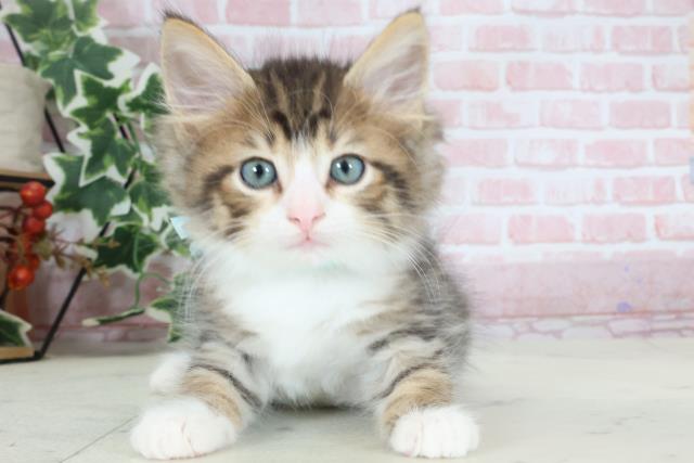 福岡県のノルウェージャンフォレストキャット (Coo&RIKU行橋店/2024年2月15日生まれ/男の子/ブラウンタビーホワイト)の子猫