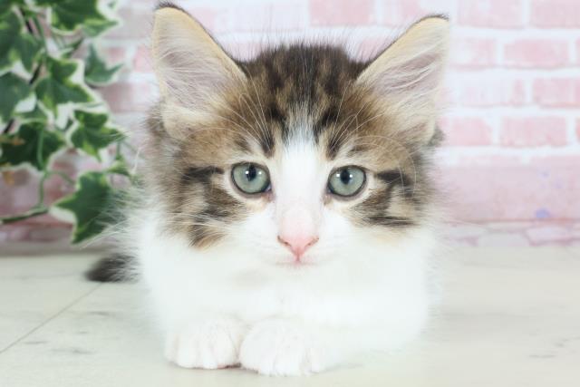 鹿児島県のノルウェージャンフォレストキャット (Coo&RIKU鹿屋店/2024年2月15日生まれ/女の子/ブラウンタビーホワイト)の子猫