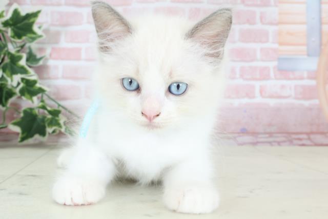 千葉県のラグドール (Coo&RIKU東金店/2024年2月15日生まれ/男の子/ブルーポイントバイカラー)の子猫