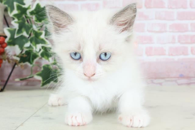 沖縄県のラグドール (Coo&RIKUイオン北谷店/2024年2月15日生まれ/女の子/ブルーポイントバイカラー)の子猫