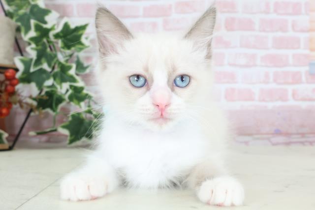 福岡県のラグドール (Coo&RIKU小倉店/2024年2月5日生まれ/男の子/ブルーポイントバイカラー)の子猫