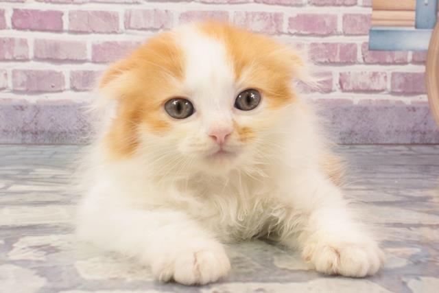 大阪府のスコティッシュフォールド (Coo&RIKU高槻店/2024年2月16日生まれ/女の子/クリームタビーホワイト)の子猫
