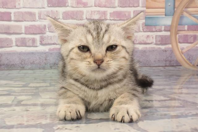 京都府のアメリカンショートヘアー (Coo&RIKU京都河原町店/2024年2月11日生まれ/男の子/シルバータビー)の子猫