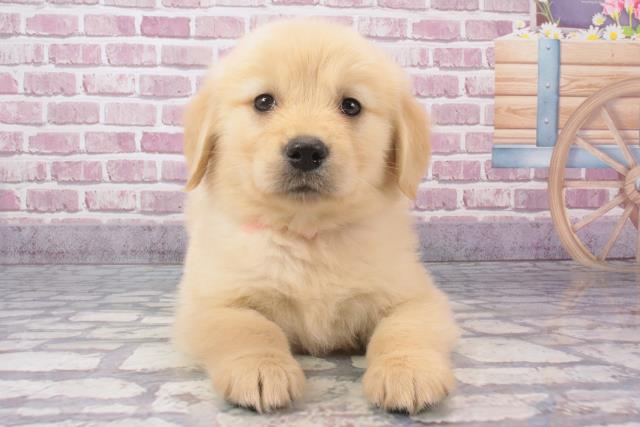 兵庫県のゴールデンレトリバー (Coo&RIKU伊丹店/2024年2月8日生まれ/女の子/クリーム)の子犬