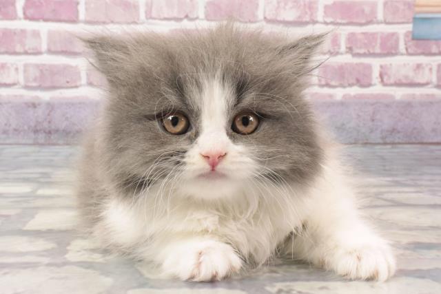 兵庫県のブリティッシュロングヘアー (Coo&RIKU姫路店/2024年2月17日生まれ/女の子/ブルーホワイト)の子猫