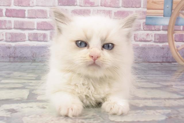 滋賀県のラグドール (Coo&RIKU長浜店/2024年2月9日生まれ/男の子/ブルーポイントバイカラー)の子猫