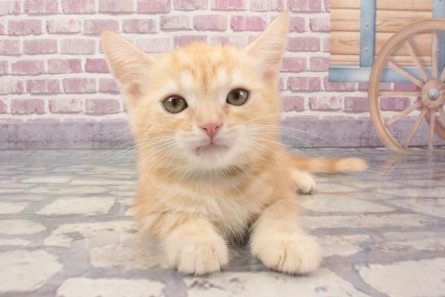 滋賀県のアメリカンショートヘアー (Coo&RIKUアヤハディオ水口店/2024年2月15日生まれ/男の子/クリームタビー)の子猫
