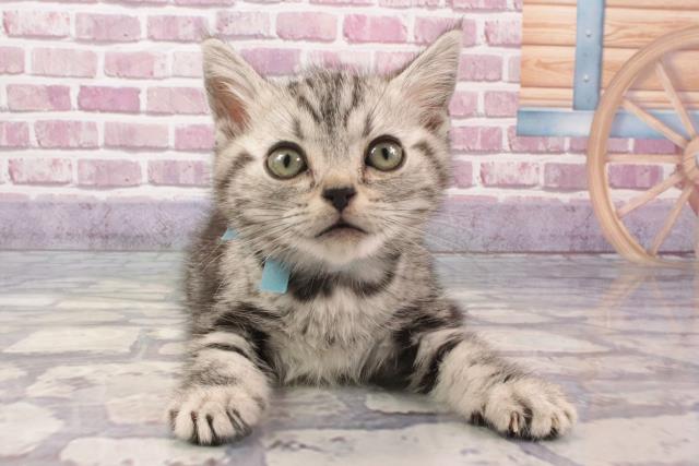 兵庫県のアメリカンショートヘアー (Coo&RIKU伊丹店/2024年2月10日生まれ/男の子/シルバークラシックタビー)の子猫