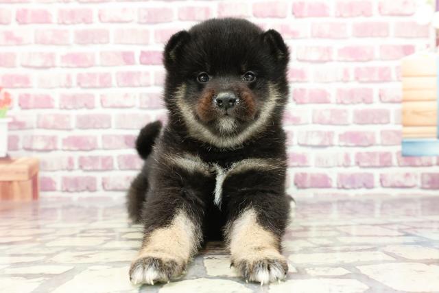 2024年2月15日生まれの柴犬(標準サイズ)の1枚目の写真