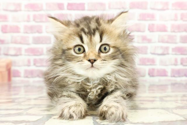 東京都のラガマフィン (Coo&RIKU新小岩店/2024年2月16日生まれ/女の子/ブラウンタビー)の子猫