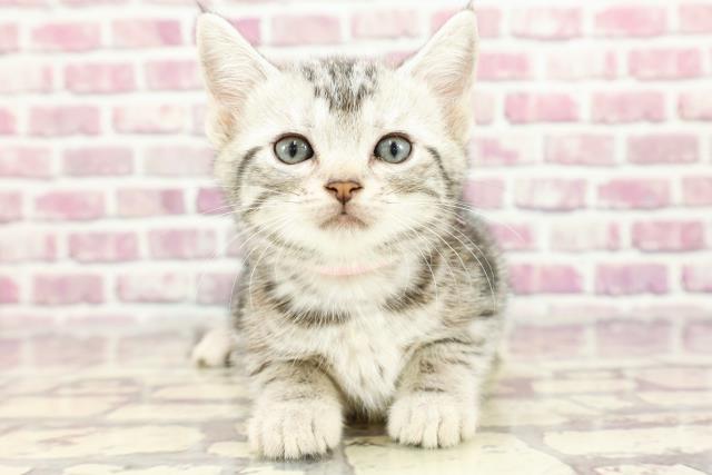 福島県のアメリカンショートヘアー (Coo&RIKUいわき店/2024年2月16日生まれ/女の子/シルバータビー)の子猫
