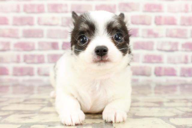 東京都のチワワ(ロング) (Coo&RIKU広尾店/2024年2月14日生まれ/女の子/ブラックタンホワイト)の子犬