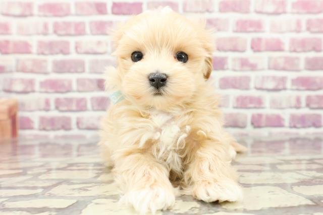 長野県のマルプー(マルチーズ×プードル) (Coo&RIKU松本店/2024年2月16日生まれ/男の子/アプリコットホワイト)の子犬