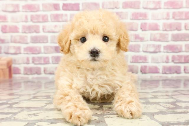 千葉県のトイプードル(トイ) (Coo&RIKU市原店/2024年2月16日生まれ/男の子/クリーム)の子犬