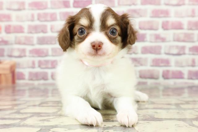 長野県のチワックス(チワワ×ダックス) (Coo&RIKU長野店/2024年2月15日生まれ/女の子/チョコレートクリームホワイト)の子犬