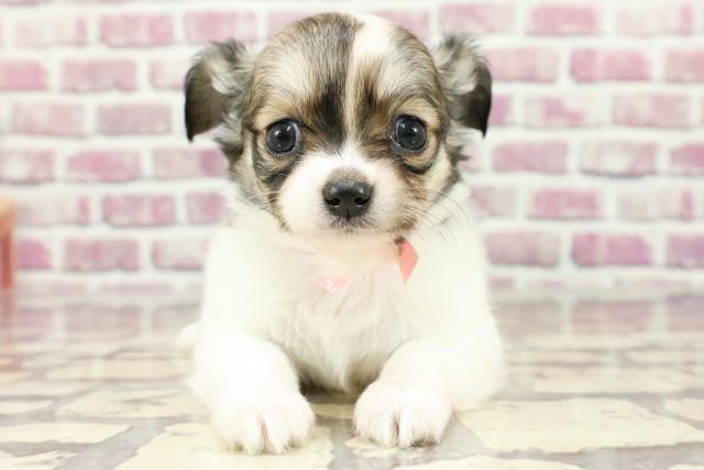 北海道のチワワ(ロング) (Coo&RIKU函館店/2024年2月18日生まれ/女の子/フォーンホワイト)の子犬