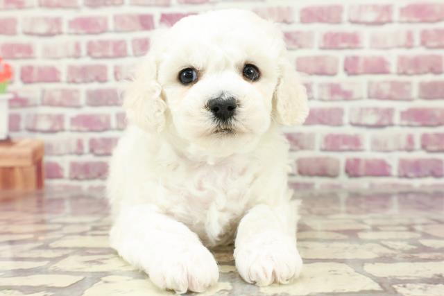広島県のビションフリーゼ (Coo&RIKU東広島店/2024年2月17日生まれ/男の子/ホワイト)の子犬