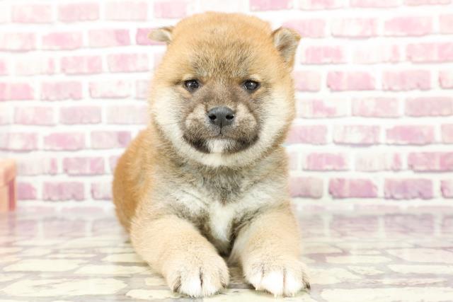香川県の柴犬(標準サイズ) (Coo&RIKU高松上福岡店/2024年2月17日生まれ/男の子/赤)の子犬