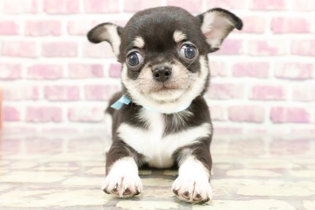 東京都のチワワ(スムース) (Coo&RIKU武蔵小山店/2024年2月17日生まれ/男の子/ブラックタンホワイト)の子犬