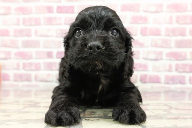 北海道のアメリカンコッカースパニエル (Coo&RIKU苫小牧店/2024年2月18日生まれ/男の子/ブラック)の子犬