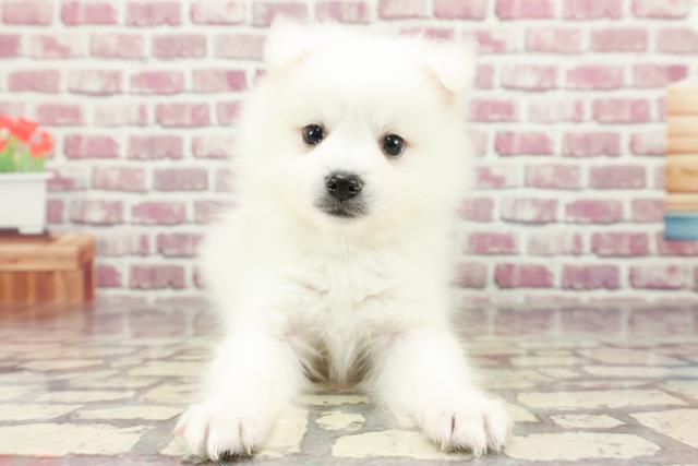 北海道の日本スピッツ (Coo&RIKU釧路店/2024年2月15日生まれ/男の子/ホワイト)の子犬