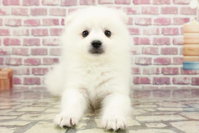 神奈川県の日本スピッツ (Coo&RIKU相模原店/2024年2月15日生まれ/女の子/ホワイト)の子犬