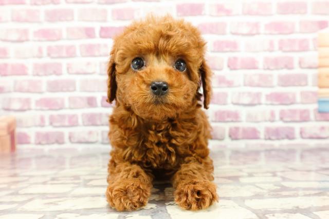 福島県のトイプードル(トイ) (Coo&RIKU福島店/2024年2月12日生まれ/女の子/レッド)の子犬