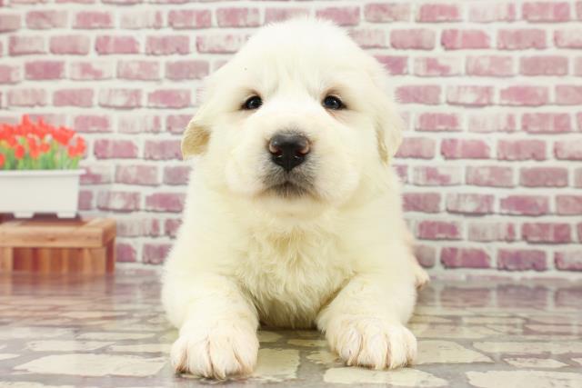 東京都のグレートピレニーズ (Coo&RIKU足立本店/2024年2月15日生まれ/女の子/ホワイト)の子犬