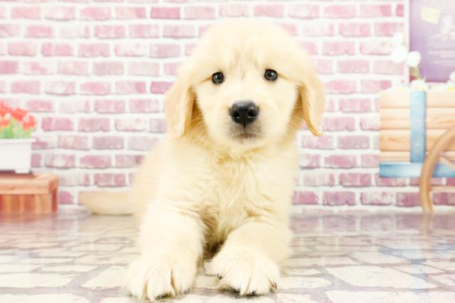 東京都のゴールデンレトリバー (Coo&RIKU足立本店/2024年2月17日生まれ/男の子/ゴールデン)の子犬