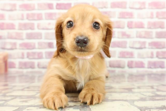 北海道のミニチュアダックスフンド(ロング) (Coo&RIKU函館店/2024年2月14日生まれ/女の子/ゴールド)の子犬