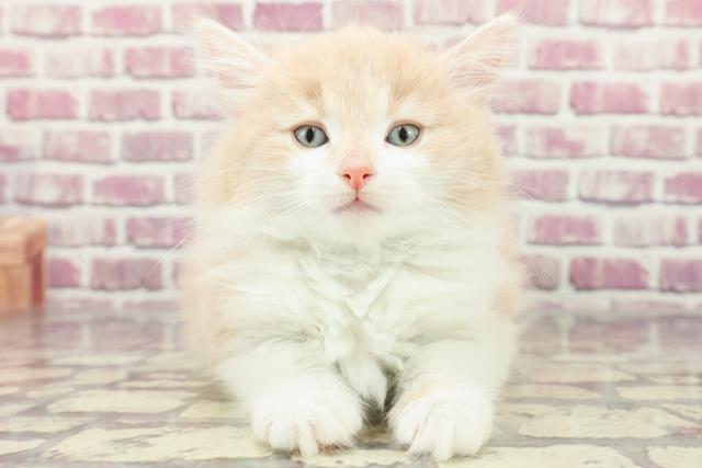 東京都のノルウェージャンフォレストキャット (Coo&RIKU自由が丘店/2024年2月18日生まれ/男の子/クリームタビーホワイト)の子猫