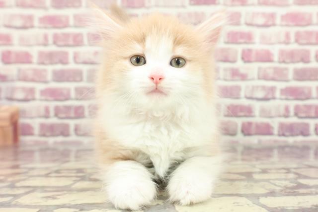 東京都のノルウェージャンフォレストキャット (Coo&RIKU高円寺店/2024年2月18日生まれ/女の子/クリームタビーホワイト)の子猫