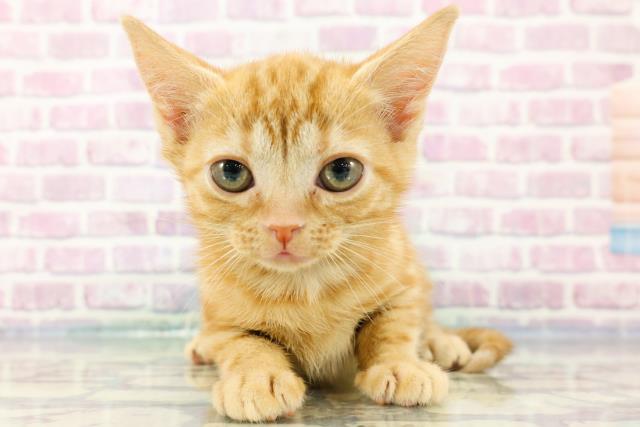 沖縄県のアメリカンショートヘアー (Coo&RIKU石垣店/2024年2月16日生まれ/女の子/レッドタビー)の子猫
