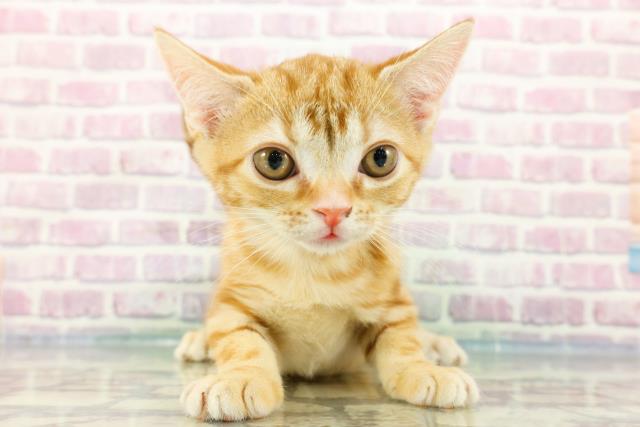群馬県のアメリカンショートヘアー (Coo&RIKU前橋店/2024年2月16日生まれ/女の子/レッドタビー)の子猫