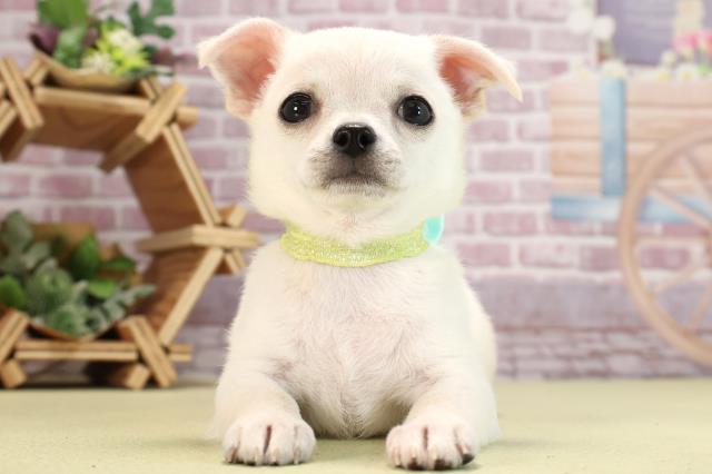 愛知県のチワワ(スムース) (Coo&RIKU半田店/2024年2月15日生まれ/男の子/クリームホワイト)の子犬