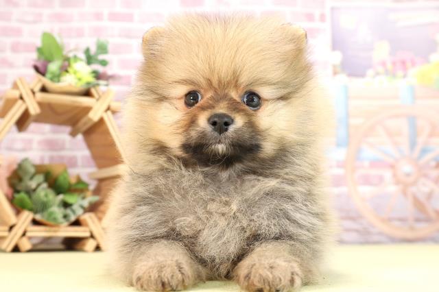 岐阜県のポメラニアン (Coo&RIKU岐南店/2024年2月18日生まれ/男の子/ウルフセーブル)の子犬