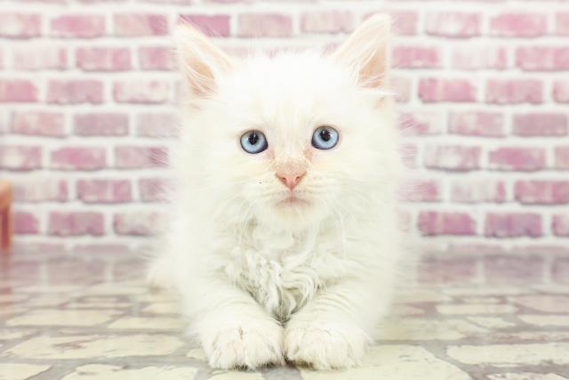 北海道のサイベリアン (Coo&RIKU札幌西店/2024年2月15日生まれ/男の子/クリームポイント)の子猫