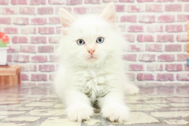 北海道のサイベリアン (Coo&RIKU北見店/2024年2月15日生まれ/男の子/クリームポイント)の子猫