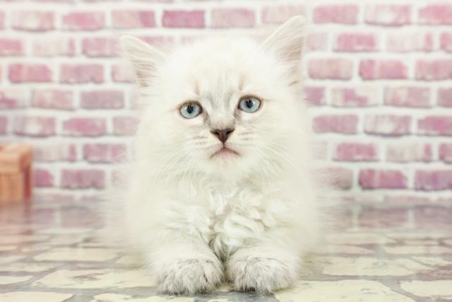 北海道のサイベリアン (Coo&RIKU帯広店/2024年2月15日生まれ/男の子/ブルーリンクスポイント)の子猫
