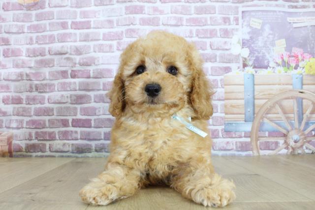 茨城県のトイプードル(トイ) (Coo&RIKU石岡店/2024年2月15日生まれ/男の子/アプリコット)の子犬
