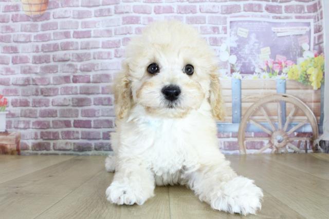 宮城県のトイプードル(トイ) (Coo&RIKU仙台太白店/2024年2月15日生まれ/男の子/アプリコット)の子犬